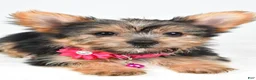 Yorkshire Terrier dogs for sale: Peggy - Ad 12
