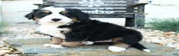 Bernese Mountain Dog dogs for sale: Mr Melvin - Ad 3