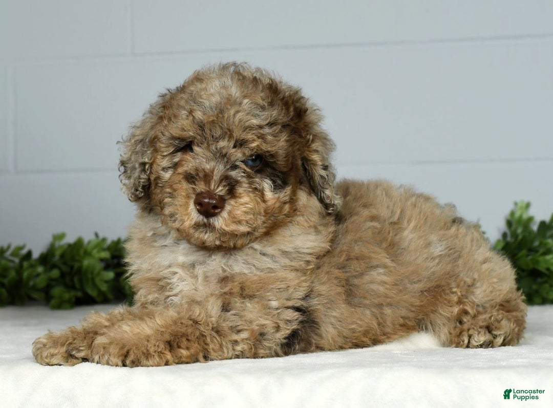 Miniature Poodle dogs for sale: Jake - Ad 7