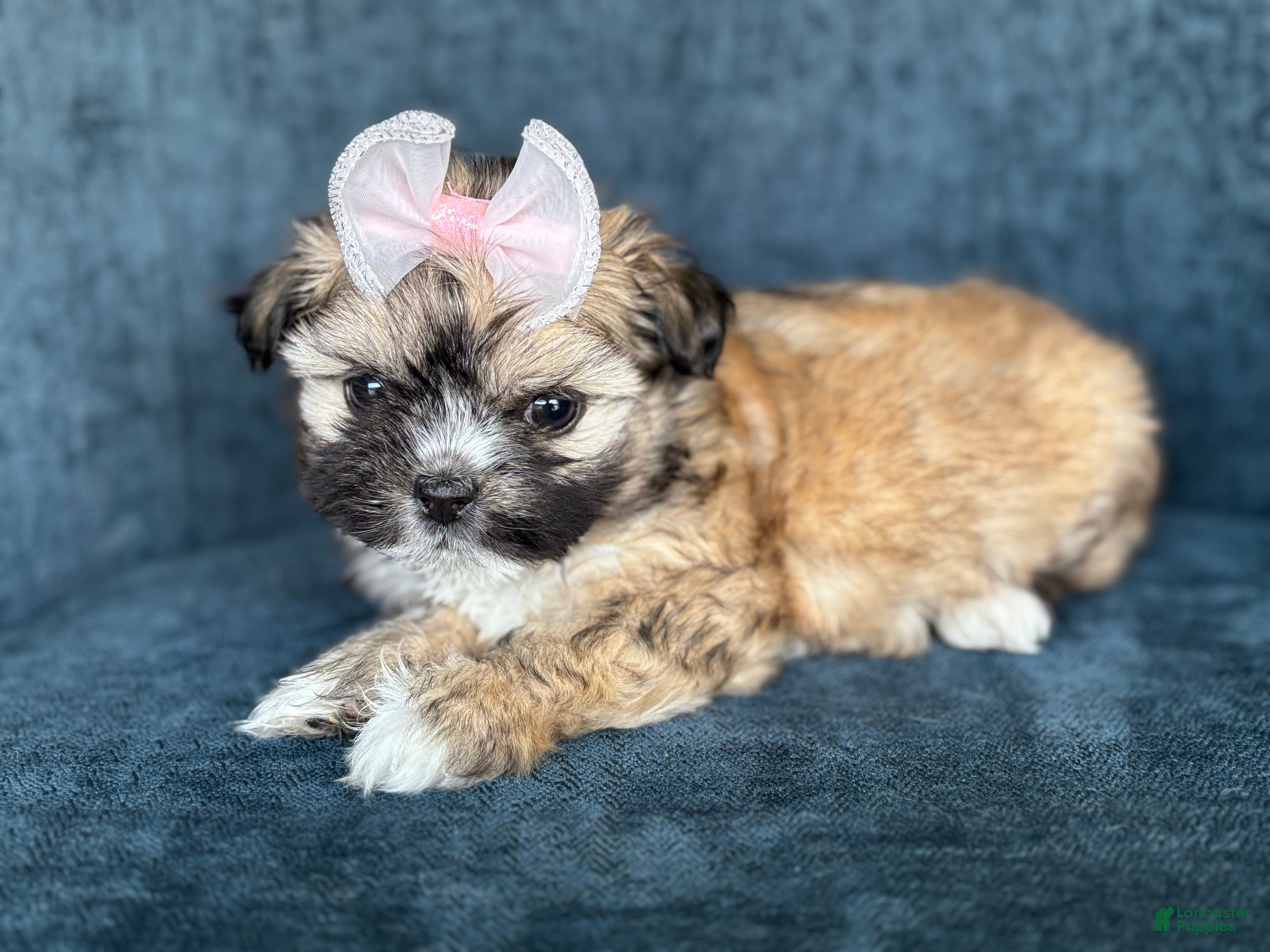 Shihpoo dogs Shihpoo 3 - Ad 1