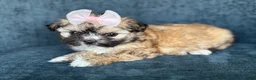 Shihpoo dogs for sale: Shihpoo 3 - Ad 1