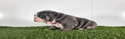 Olde English Bulldogge dogs for sale: Rocco  - Ad 4