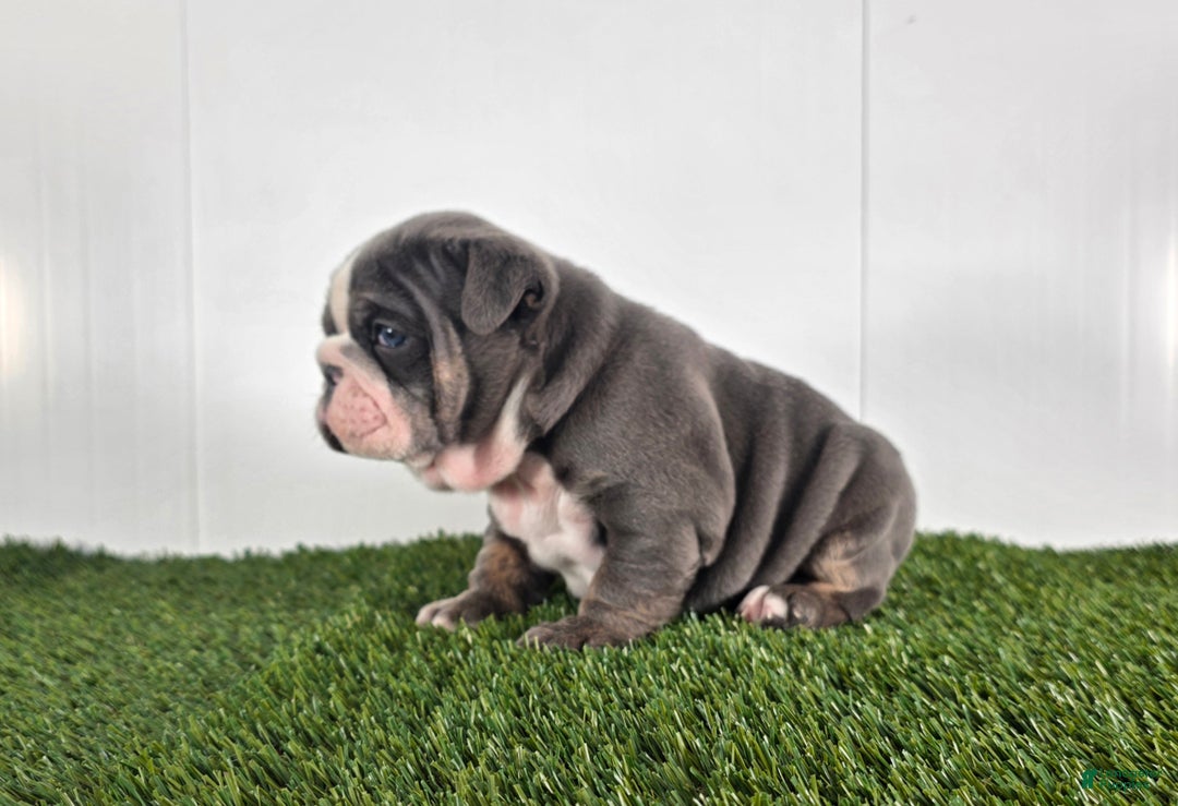 Olde English Bulldogge dogs for sale: Rocco  - Ad 4