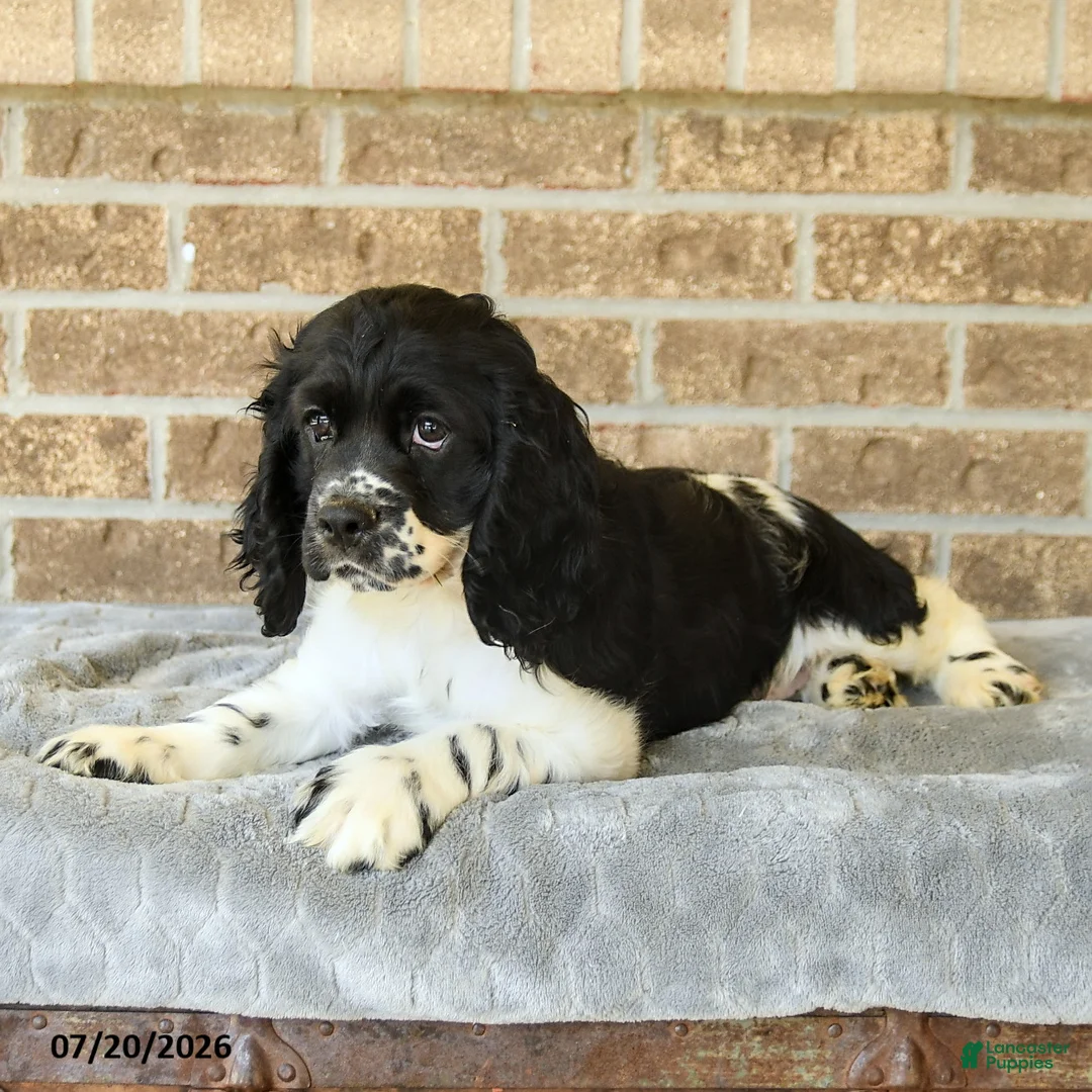 Cocker Spaniel dogs for sale: Charlie - Ad 2