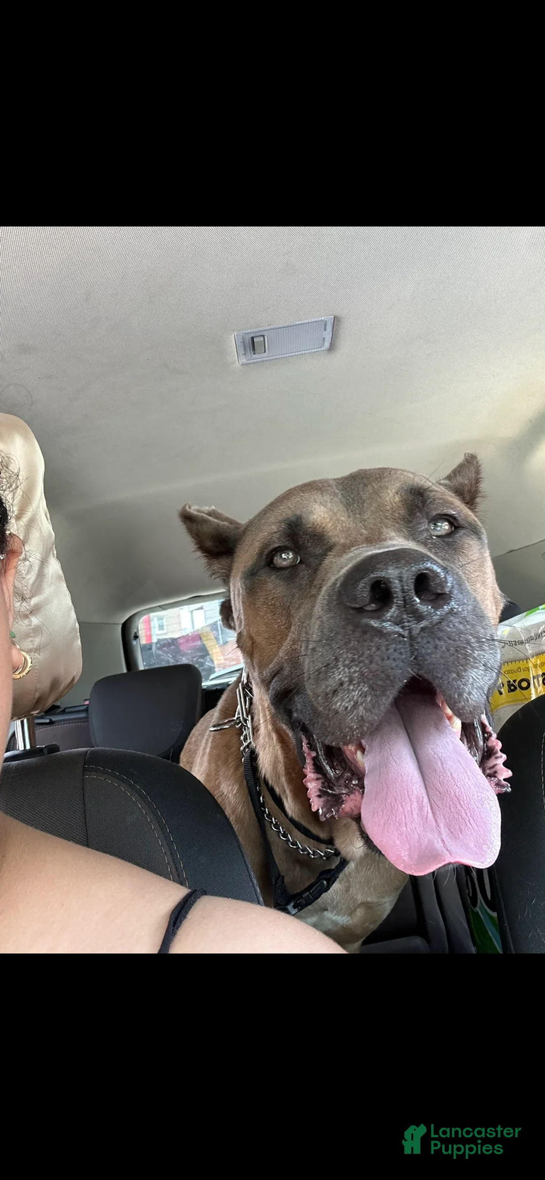 Cane Corso dogs for sale: Kane  - Ad 2