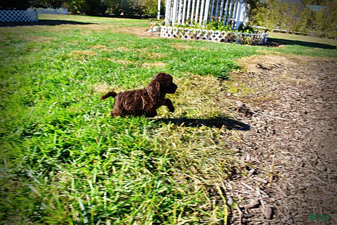 Havapoo dogs for sale: Itsy - Ad 11