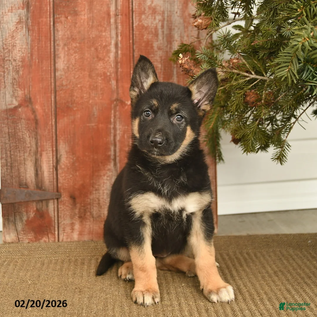 German Shepherd dogs for sale: Blair  - Ad 1