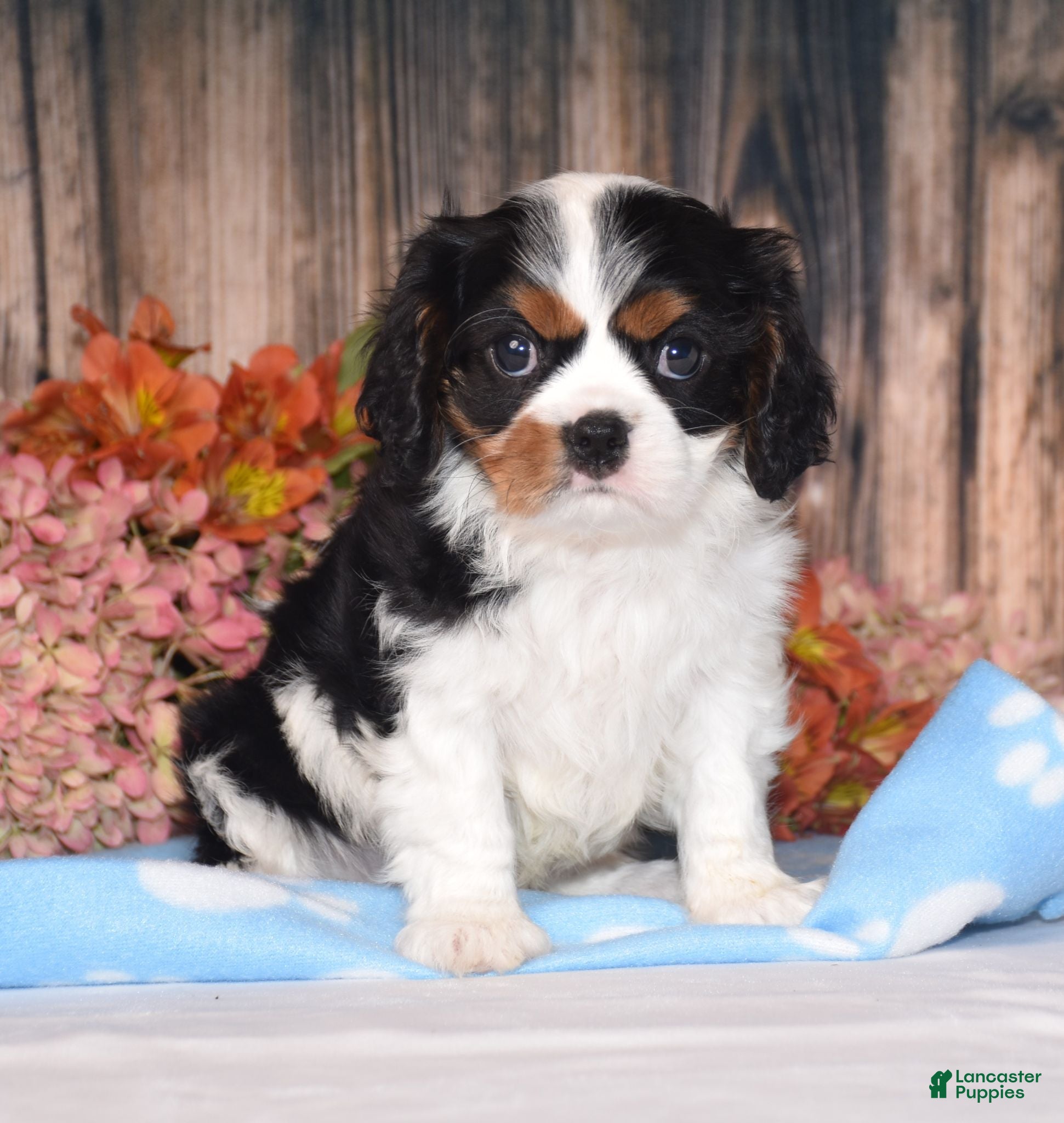 Cavalier King Charles Spaniel dogs Harvey - Ad 1