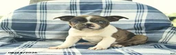 Boston Terrier dogs for sale: Flora   - Ad 1