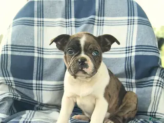 Boston Terrier dogs for sale: Flora - Ad 2