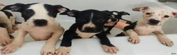 Mixed Breed dogs for sale: Snoops  - Ad 1