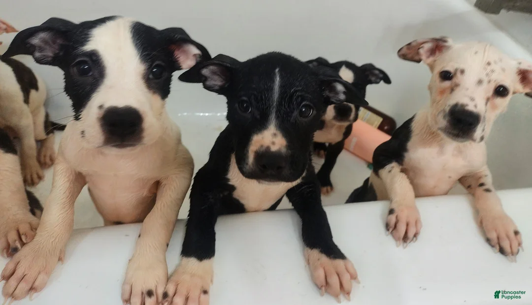 Mixed Breed dogs for sale: Snoops  - Ad 1