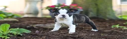Boston Terrier dogs for sale: Maverick - Ad 6