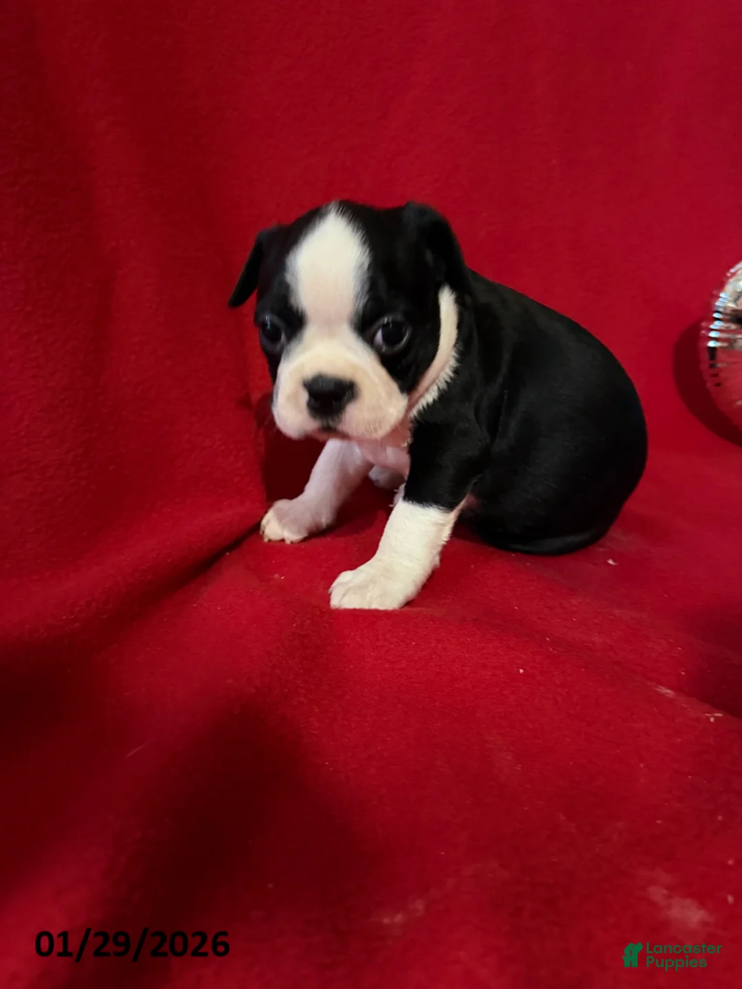 Boston Terrier dogs for sale: Harman - Ad 2