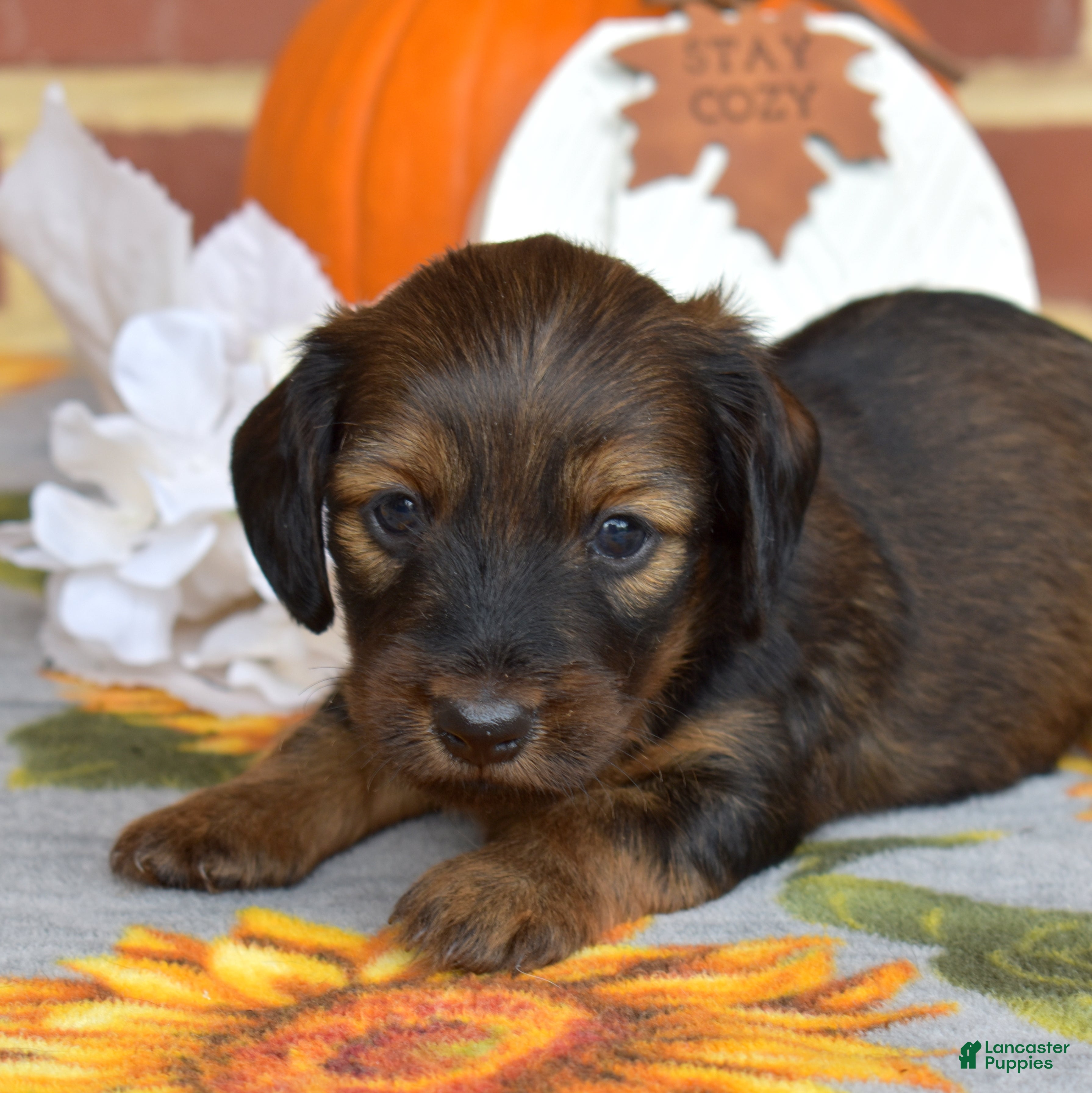 Miniature Dachshund dogs Cocoa - Ad 1