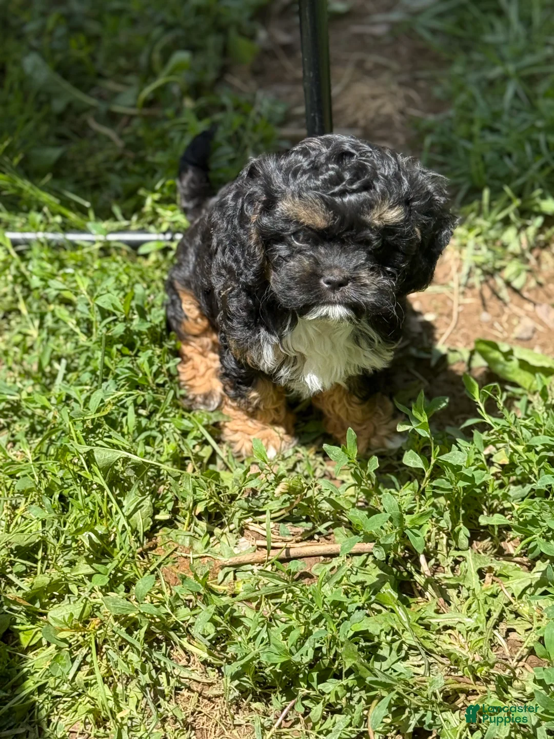 Cavapoo dogs for sale: Charlie - Ad 2