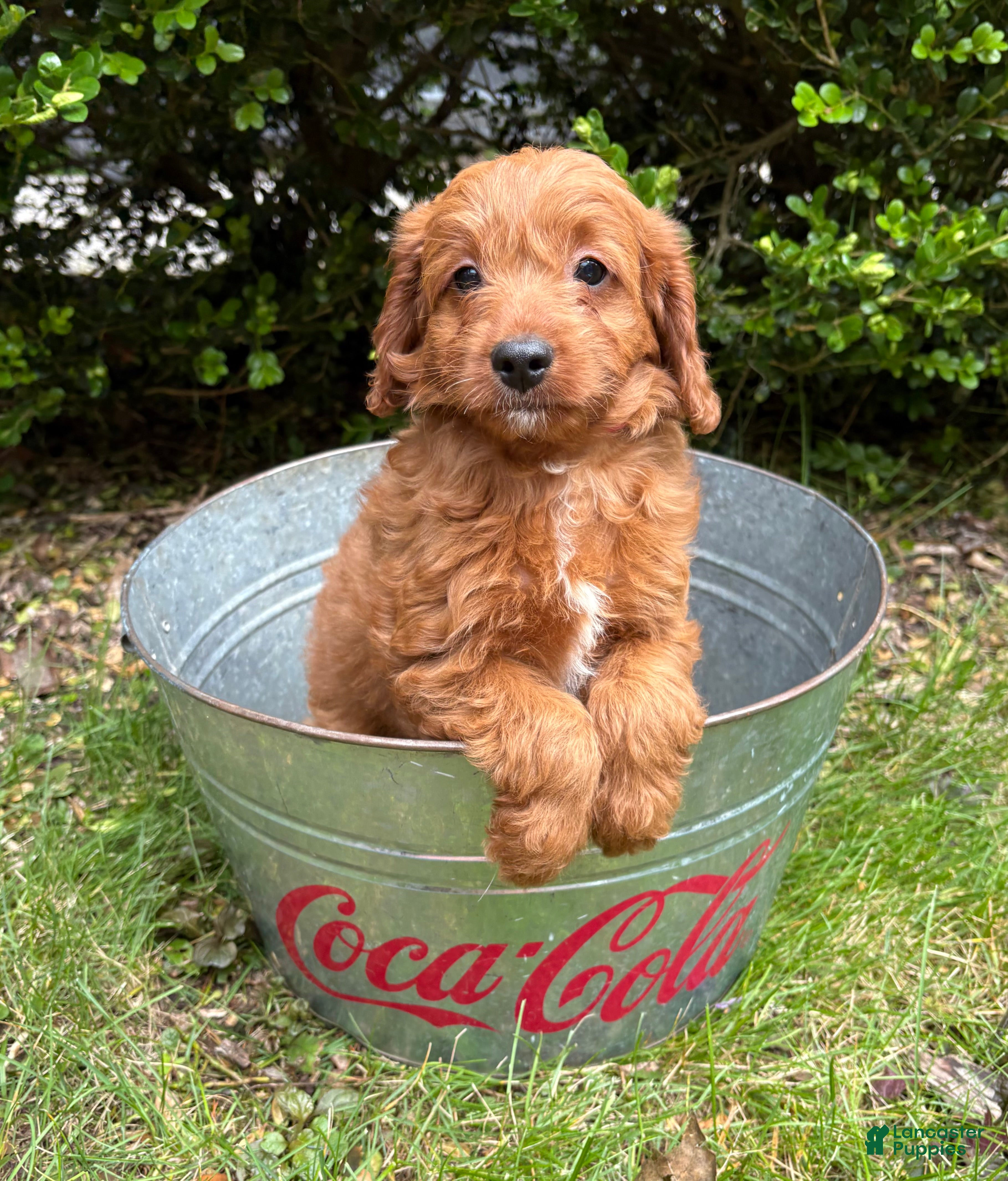 Goldendoodle dogs Arielle - Ad 1
