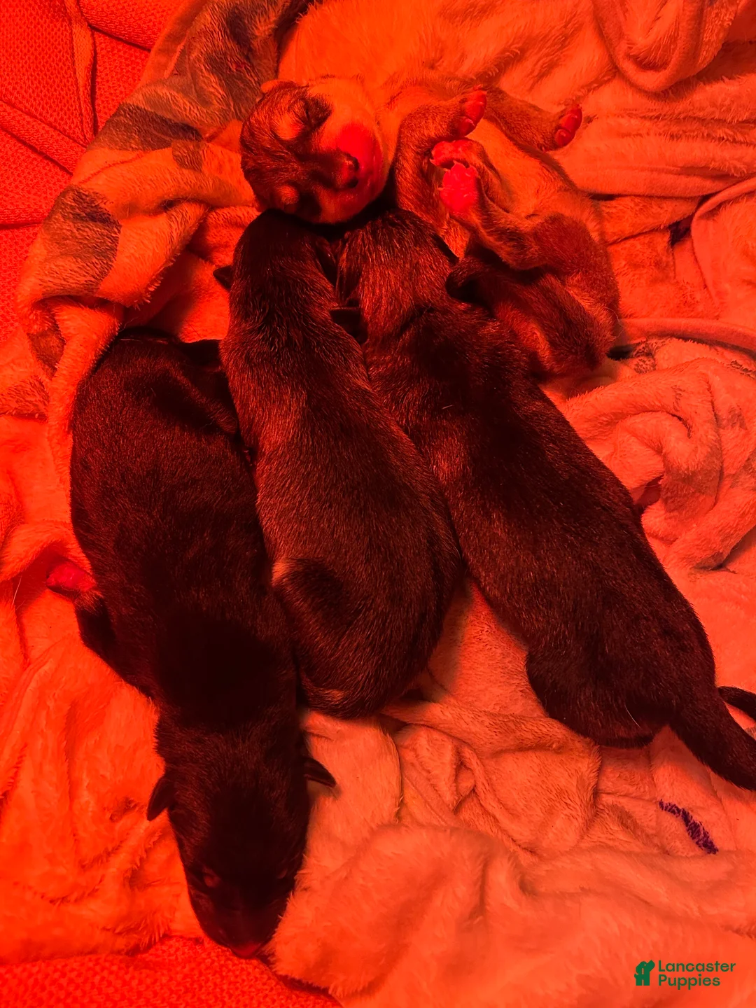 Gerberian Shepsky dogs for sale: Gerberian Shepsky Puppy 3 - Ad 1