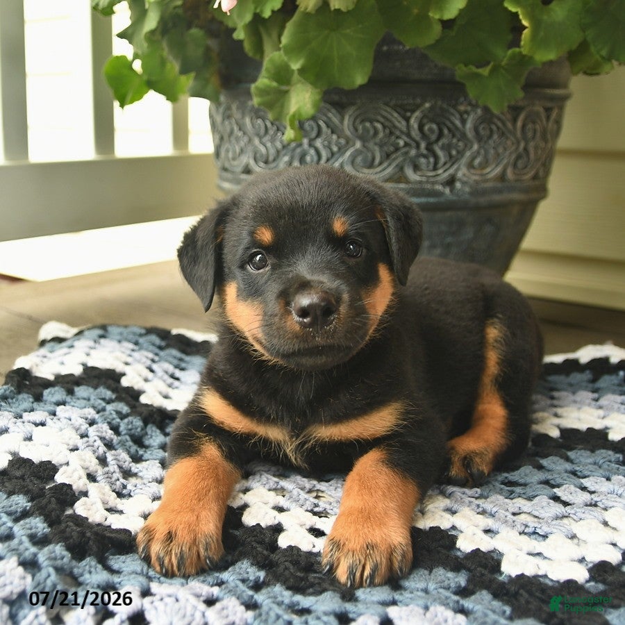 Rottweiler dogs Mango  - Ad 2