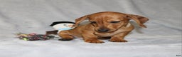 Miniature Dachshund dogs for sale: Cooper - Ad 8
