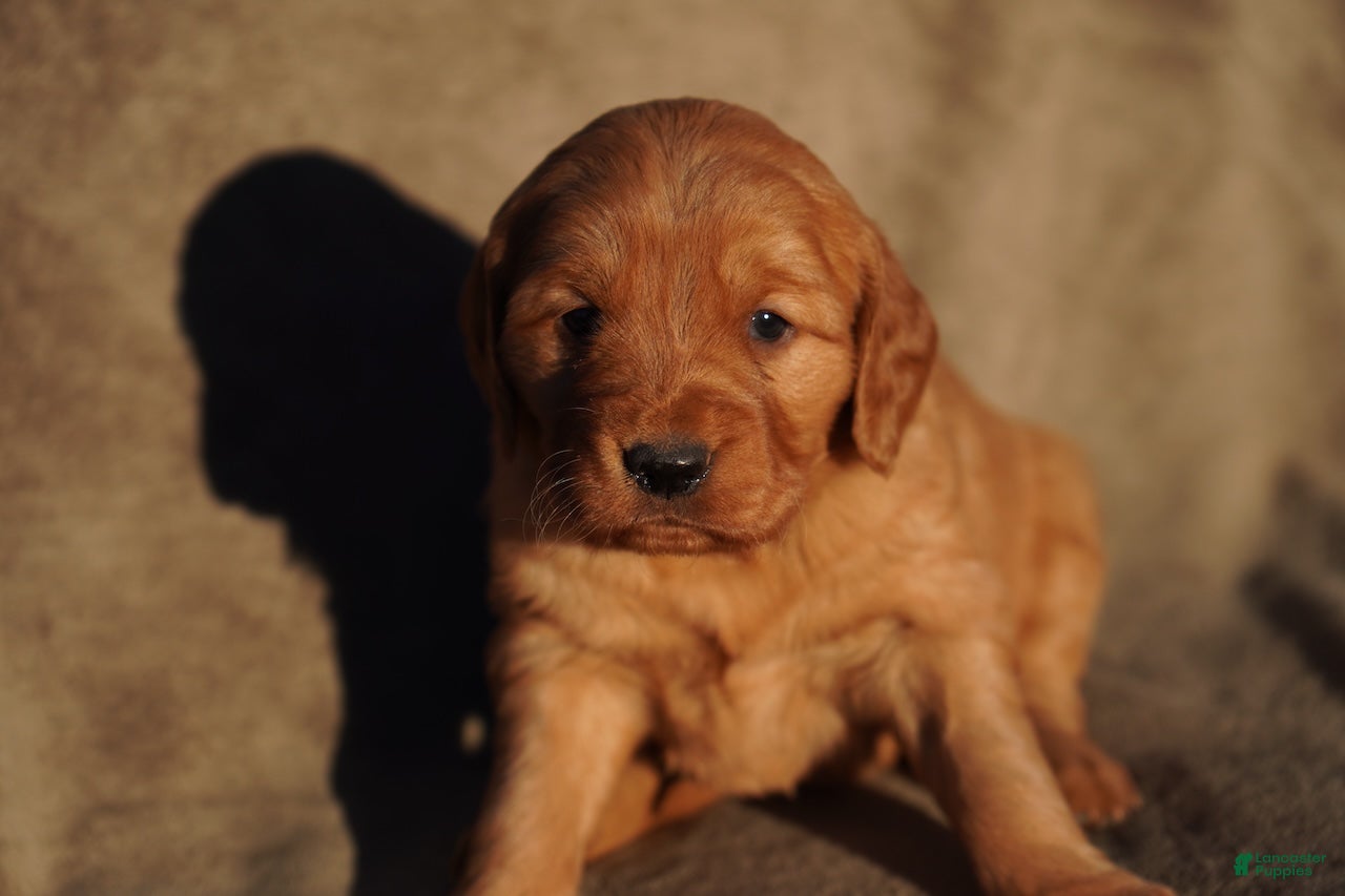 Golden Retriever dogs Iris - AKC, Genetically Clear - Ad 39
