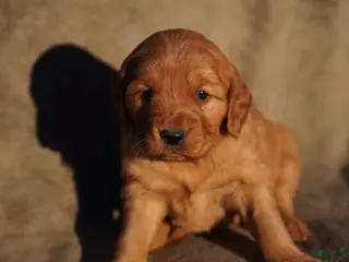 Golden Retriever dogs Iris - AKC, Genetically Clear - Ad 39