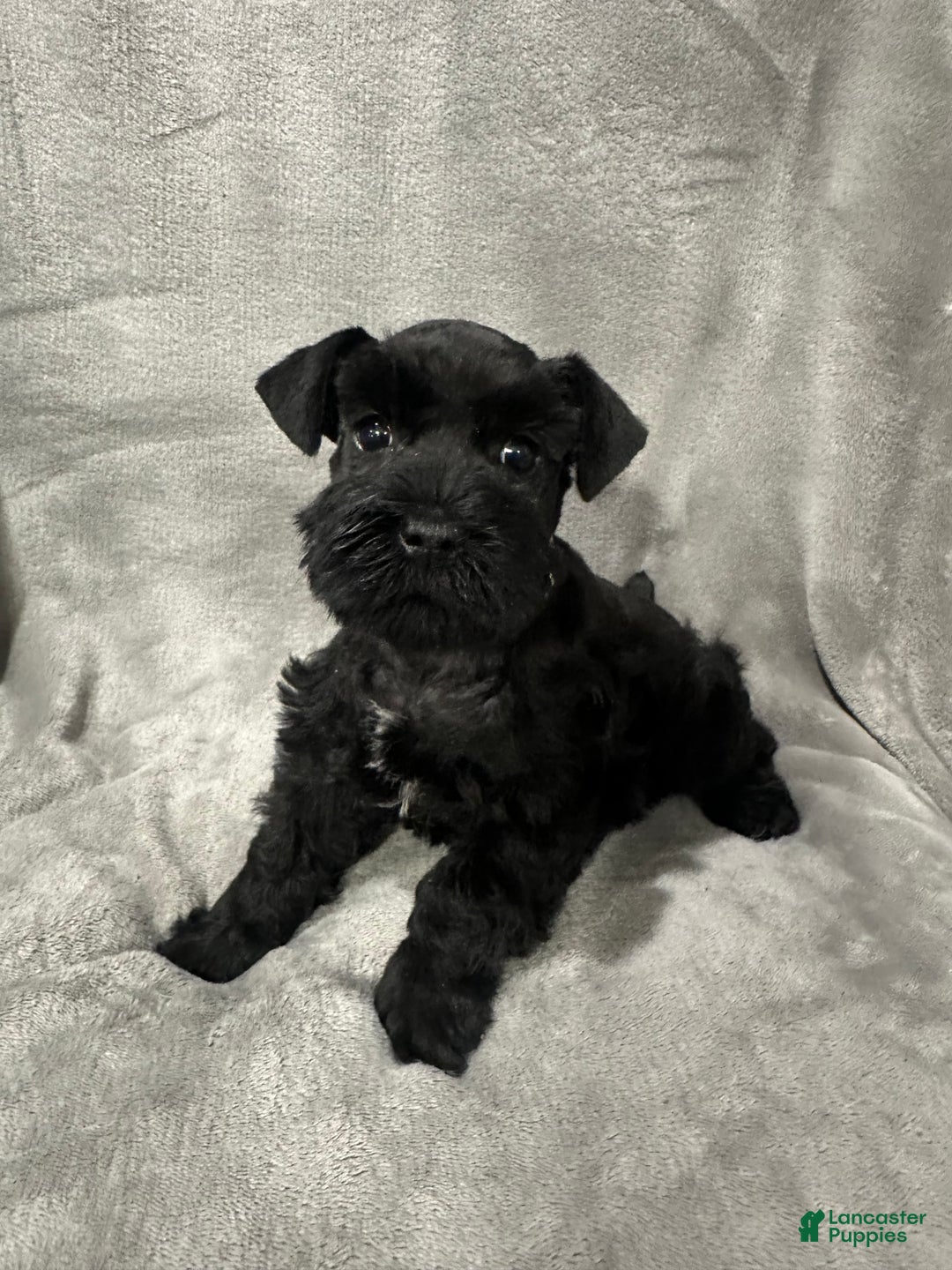 Miniature Schnauzer dogs for sale: Riley - Ad 2