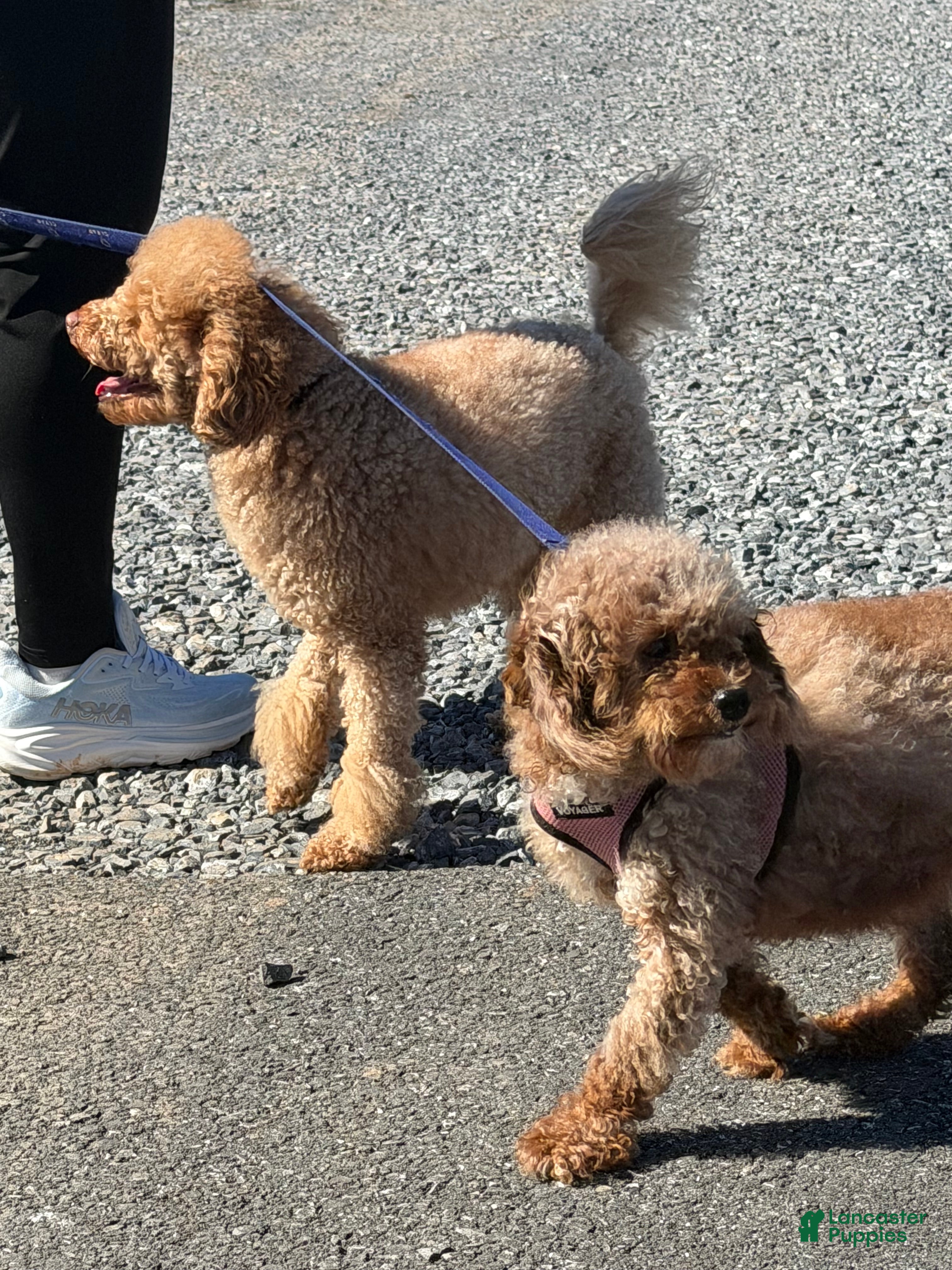 Miniature Poodle dogs Kimber - Ad 2