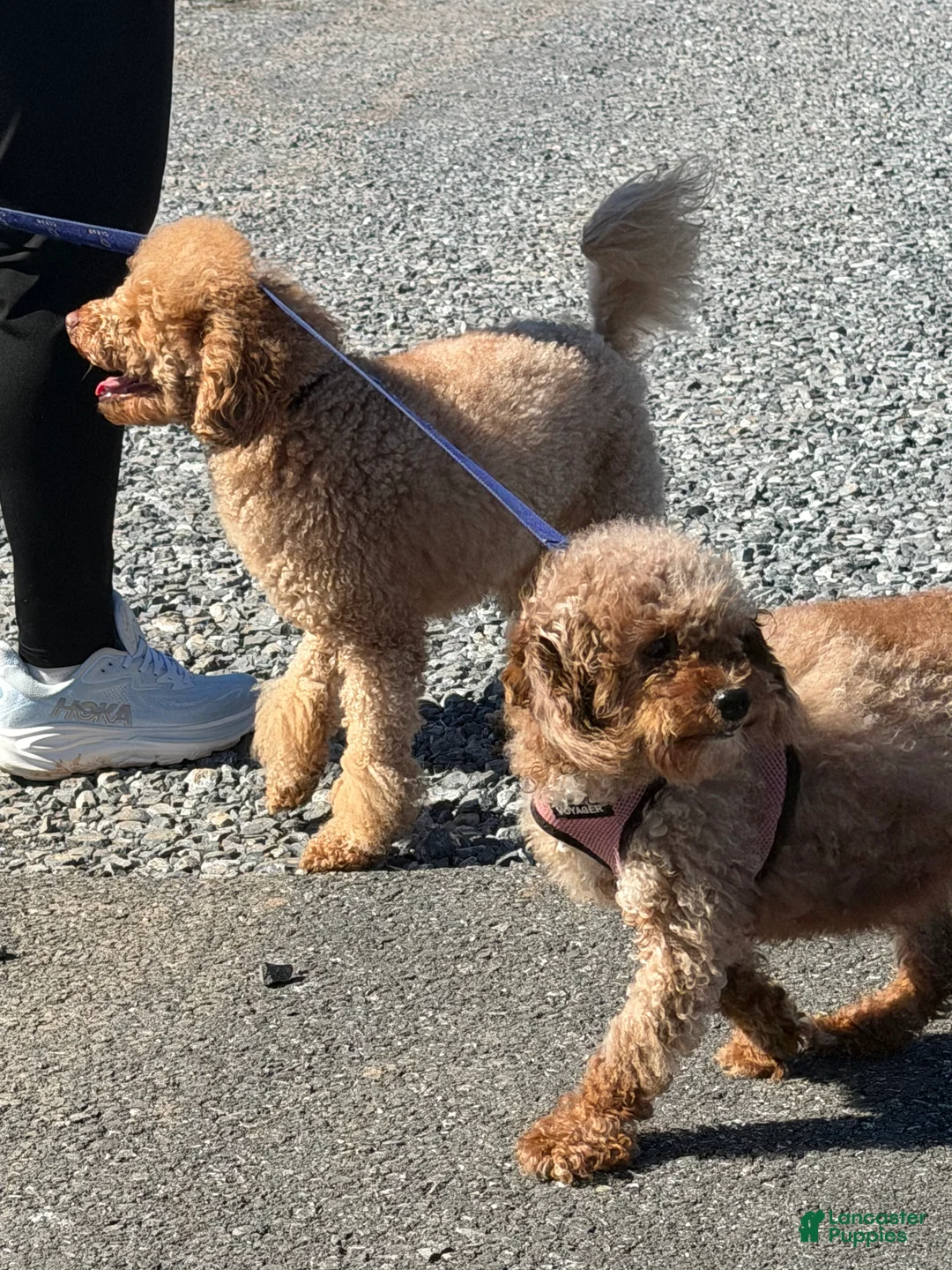 Miniature Poodle dogs for sale: Kimber - Ad 2