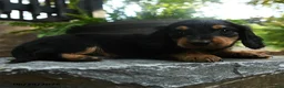 Miniature Dachshund dogs for sale: Clyde - Ad 5