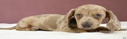 Miniature Dachshund dogs for sale: Sterling 🤍 - Ad 4