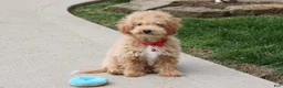 Bichpoo dogs for sale: Rolo - Ad 4