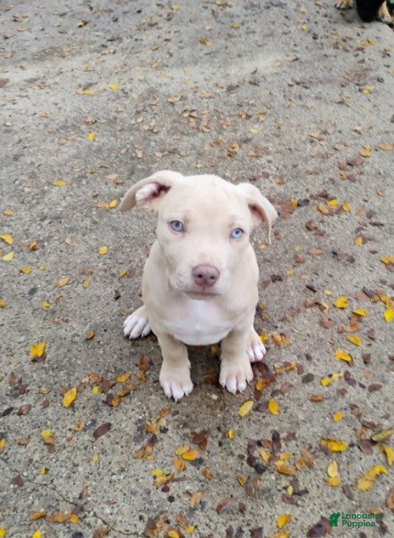 Staffordshire Bull Terrier dogs for sale: XL Bully - Ad 6