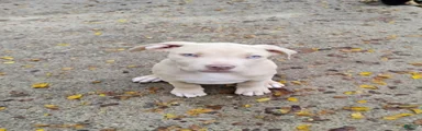 XL Bully