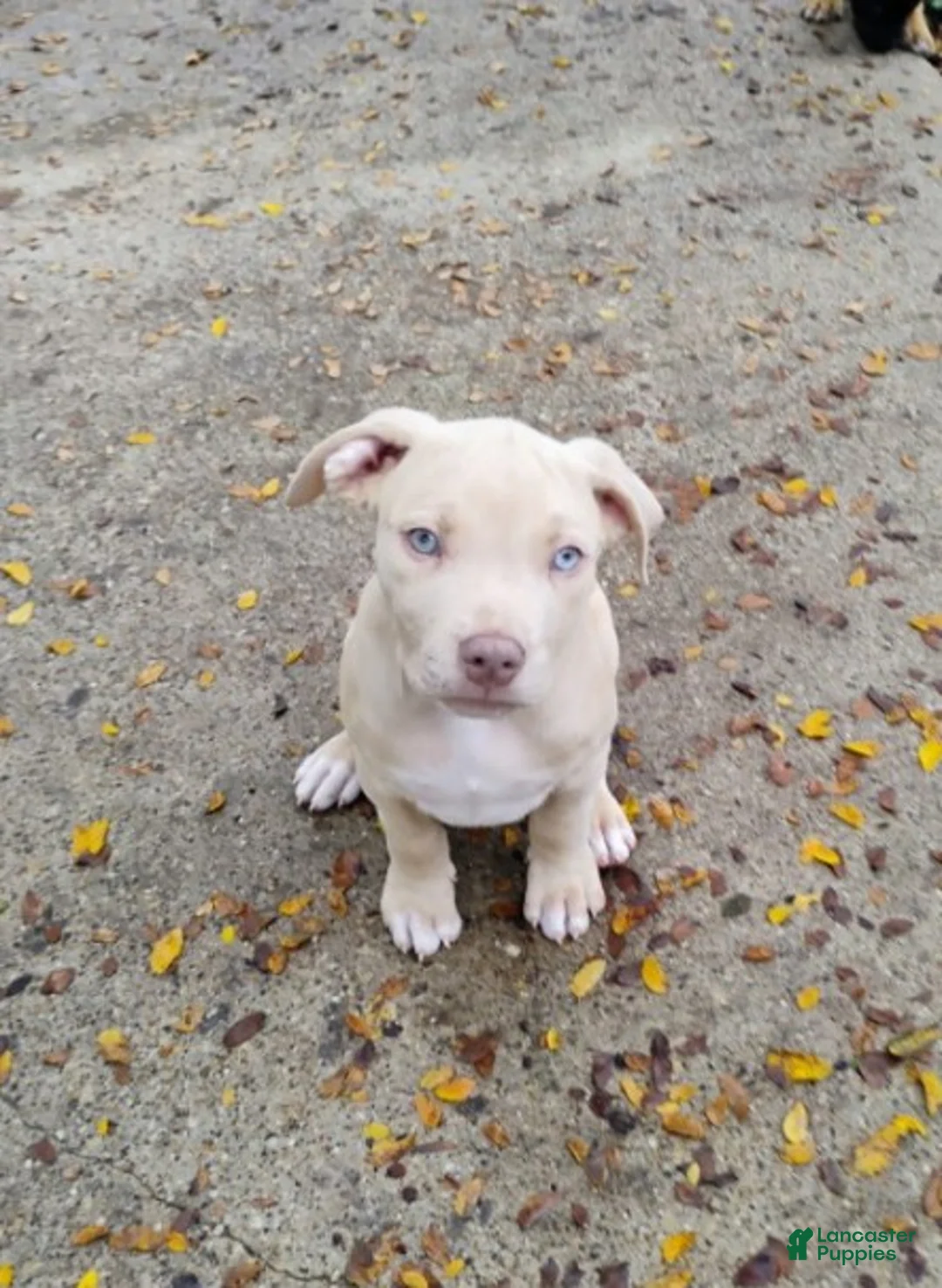 Staffordshire Bull Terrier dogs for sale: XL Bully - Ad 1