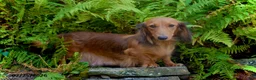 Miniature Dachshund dogs for sale: Isaac - Ad 6