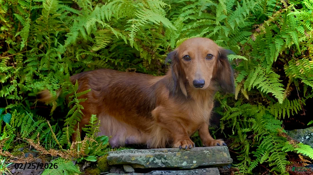 Miniature Dachshund dogs for sale: Isaac - Ad 6