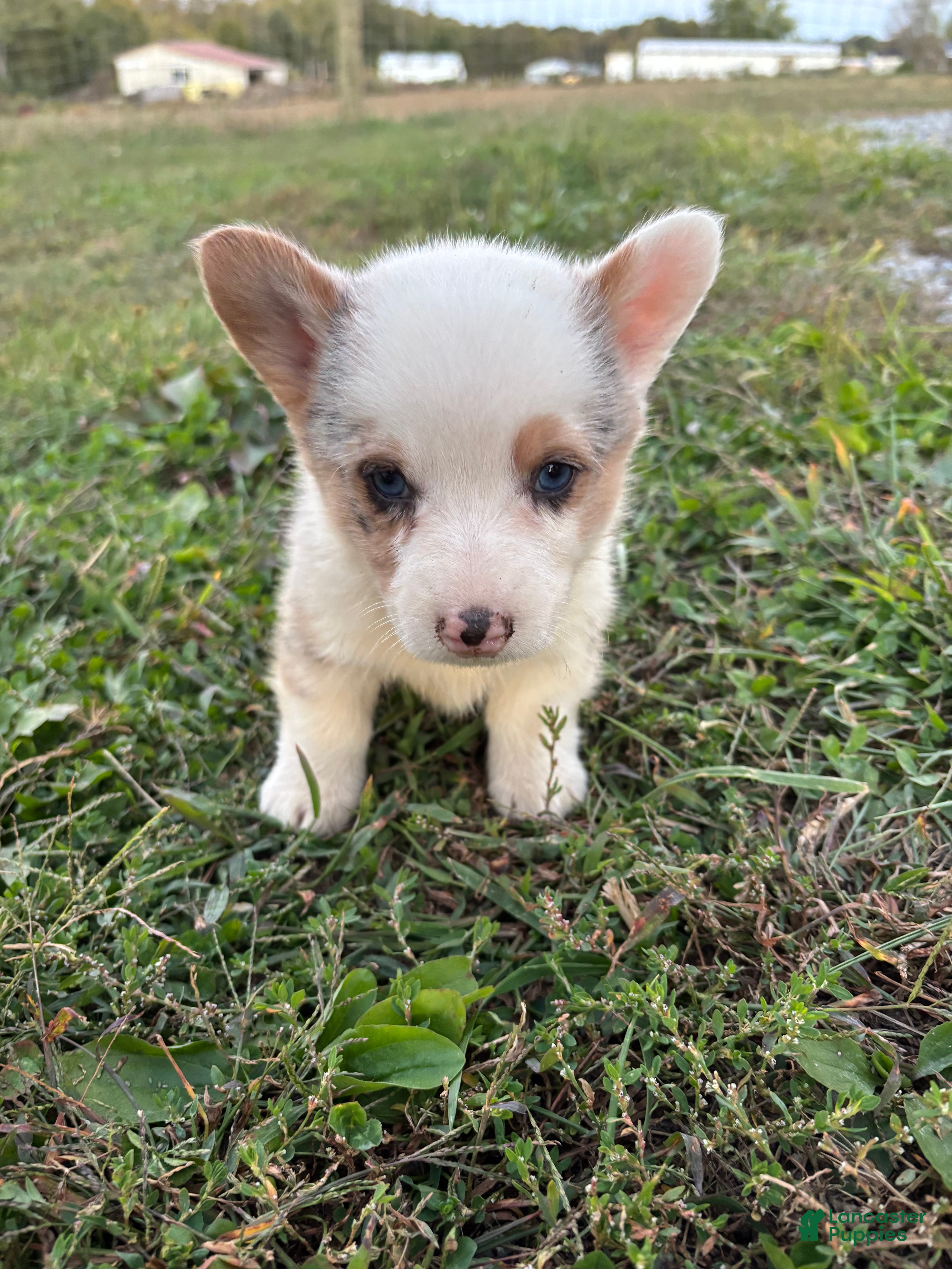 Welsh Corgi Pembroke dogs for sale: Max - Ad 1