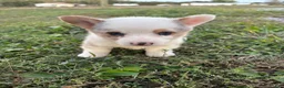 Welsh Corgi Pembroke dogs for sale: Max - Ad 1