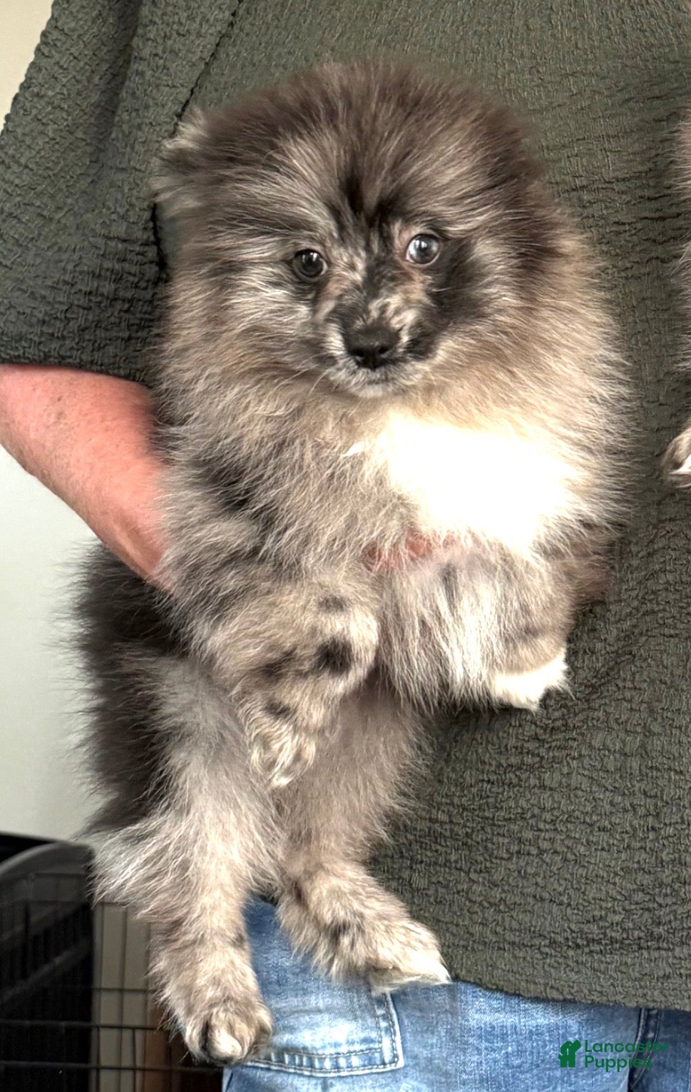 Pomeranian dogs Waylon  - Ad 1
