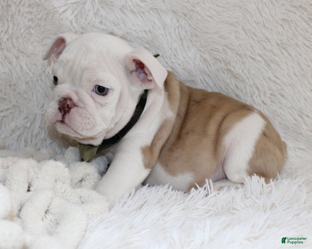 English Bulldog dogs for sale: Patrick - Ad 8