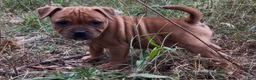 Staffordshire Bull Terrier dogs for sale: Tella - Ad 9