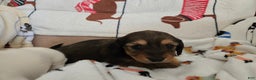Dachshund dogs for sale: Waffles - Ad 6
