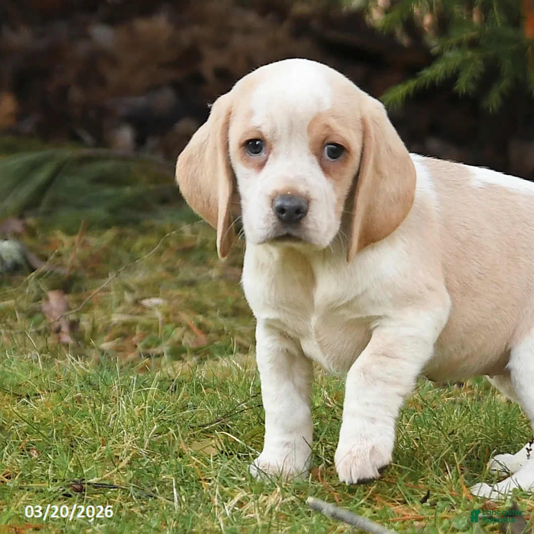 Beagle dogs for sale: Beauty - Ad 2