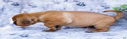 Puggle dogs for sale: Ranger - Ad 3