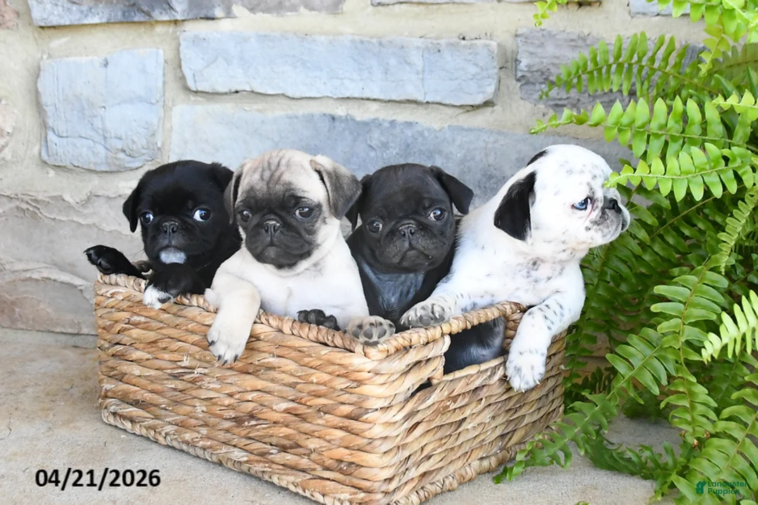 Pug dogs for sale: Blizzard - Ad 3