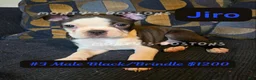 Boston Terrier dogs for sale: Jiro - Ad 3
