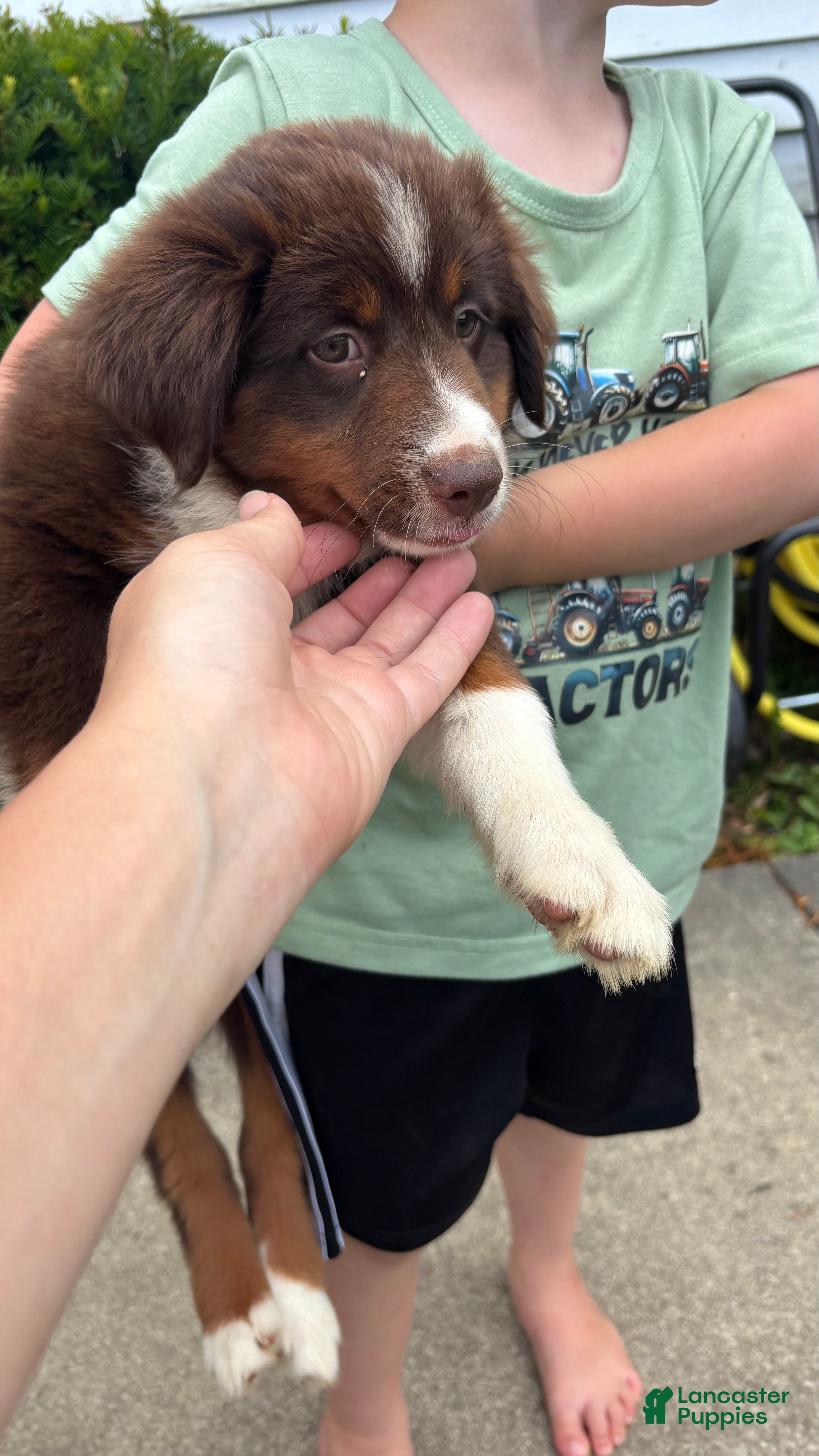 Miniature Australian Shepherd dogs #3 Lily - Ad 2