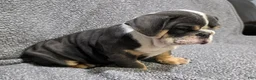 English Bulldog dogs for sale: Trippi - Ad 3