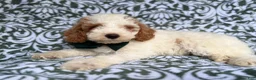 Cockapoo dogs for sale: Jax - Ad 8